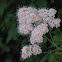 Varied-leaf phacelia