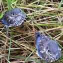 Eastern Bluebirds