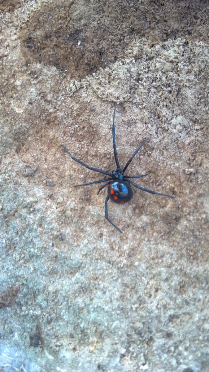 Southern Black Widow Spider