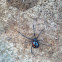 Southern Black Widow Spider