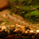Green side darter