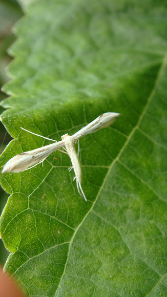 Spotting Image 1