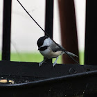 Carolina Chickadee