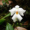 Ticoglosum orchid