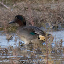 Teal; Cerceta Común