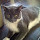 DAISYMAE_KITTY