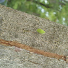 Leaf Hopper