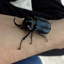 Escarabajo rinoceronte