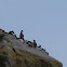 Guillemot, Razorbill