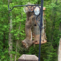 Eastern Grey Squirrel, male