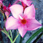Oleander
