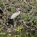 Asian Openbill or Asian Openbill Stork