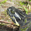 Peninsula Cooter