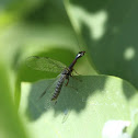 Snakefly
