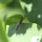 Snakefly
