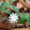 Star Chickweed