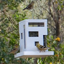 American Goldfinch