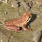 Pacific tree frog