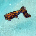 Leopard Flatworm