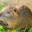 Coypu or Nutria or River rat or Ratão do banhado