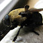 Squirrel bot fly