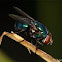 Blow fly