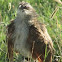 white browed coucal