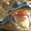 American Alligator