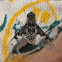 Bee fly