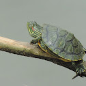 Red-eared Slider Turtle