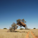 Camelthorn