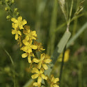 Agrimony, Odermennig