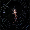 Long-jawed Orb Weaver