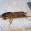 Mole cricket