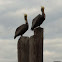 Brown Pelican