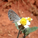 Hanno blue butterfly. Mariposa. Borboleta