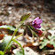 Common Lungwort / Plućnjak