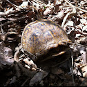Eastern Box Turtle