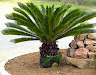 Diseno De Jardines Y Mantenimiento De Areas Verdes