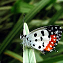 Red Pierrot
