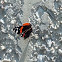 Red Admiral