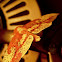 imperial moth