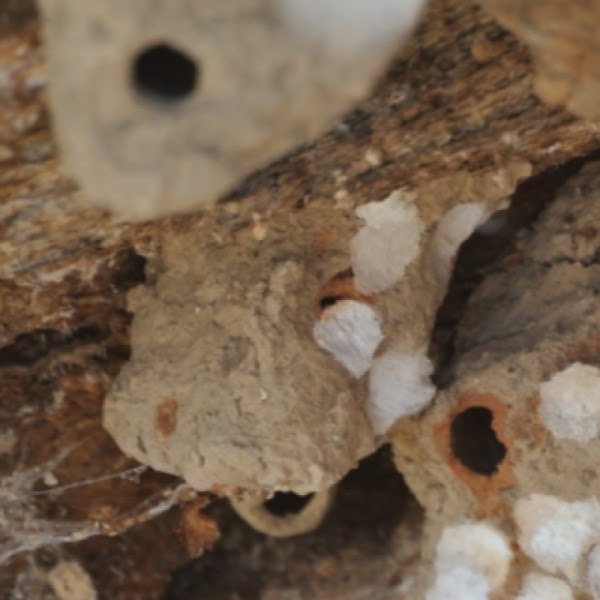 Mud dauber nests Project Noah
