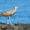 Whimbrel
