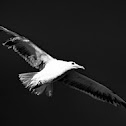Gaivota