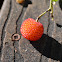 Strawberry Tree
