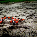 Scarlet Snake