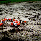 Scarlet Snake