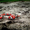 Scarlet Snake