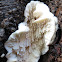 Fungus